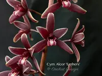 Cymbidium Alcor 'Embers' HCC/AOS, B/CSA Pendant, vanilla fragrance!