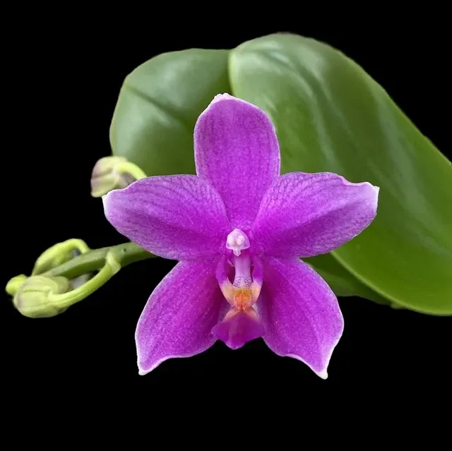 Phalaenopsis Miki Flora Flori Cerate Intens Parfumate