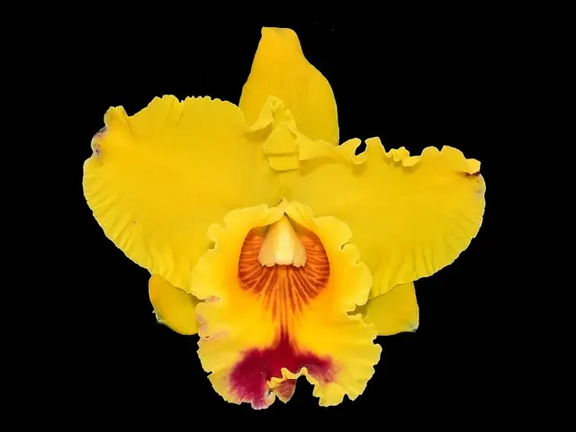 Rhyncholaeliocattleya Kakemizu Grand (Rhyncholaeliocattleya)