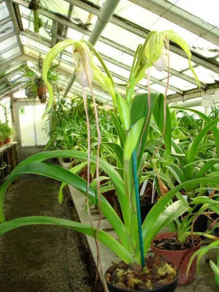 Phragmipedium wallisii