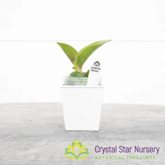Rhyncholaeliocattleya Hong's Green (Rhyncholaeliocattleya)