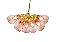Bulbophyllum annandalei