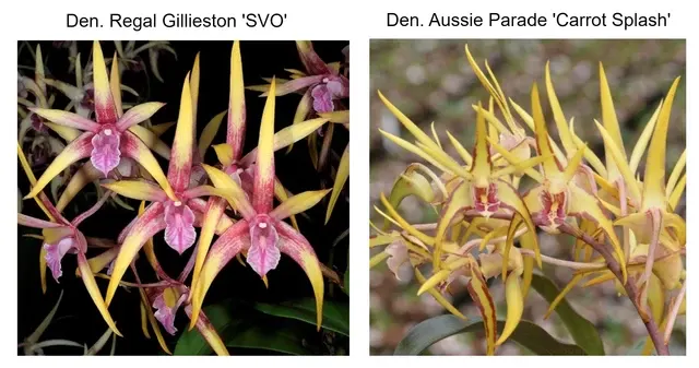 Dendrobium Willette Klausner Super Nova