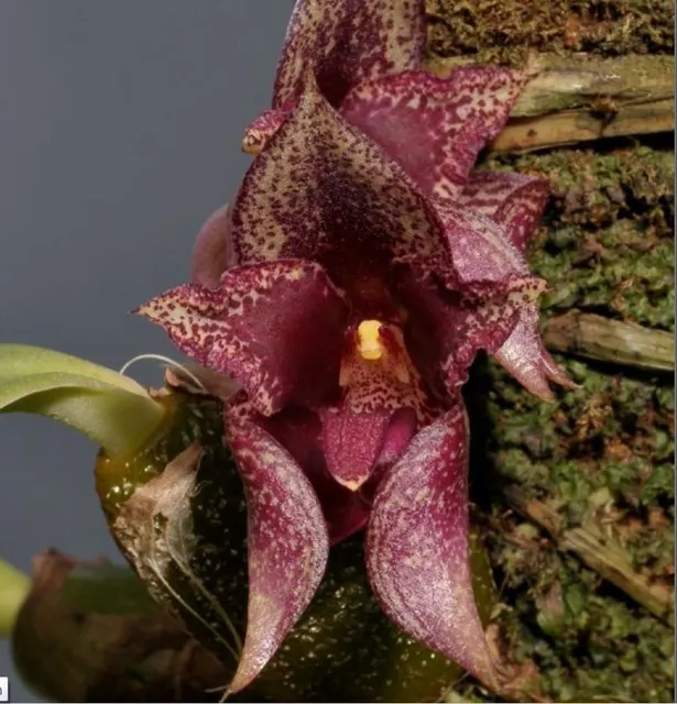 Bulbophyllum agastor (Bulbophyllum)