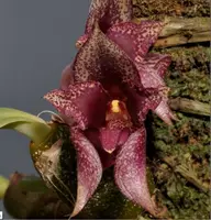Bulbophyllum agastor