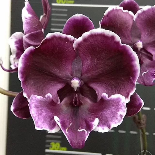 Phalaenopsis Miki Baroque '436'