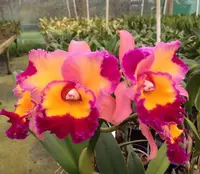 Rlc Dick Smith ‘Paradise’