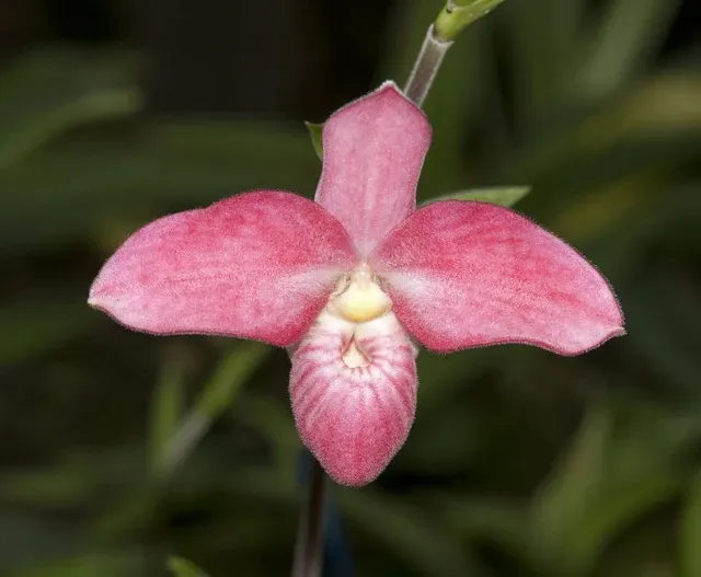 Phragmipedium Barbara LeAnn