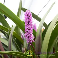 Arpophyllum spicatum