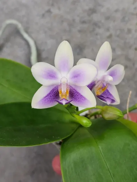 Phalaenopsis Micaels Bluerock