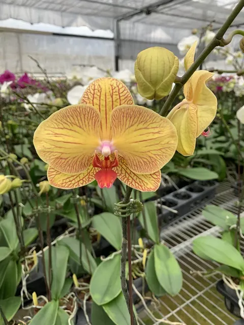 Phalaenopsis Da Shang Golden Beauty
