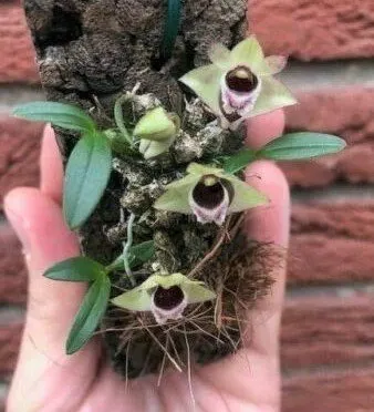 Dendrobium hekouense 'Big Plant'