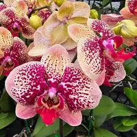 Phalaenopsis Orchid PL8292 Mature Plant - With Bud/Flower
