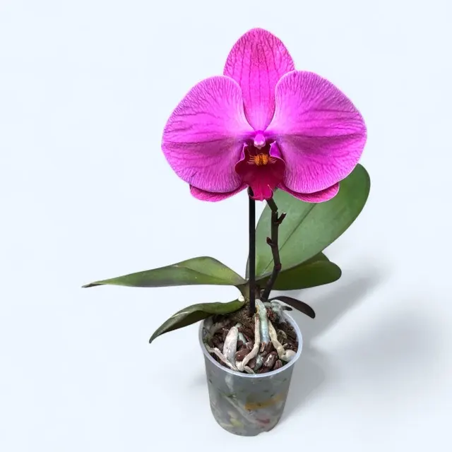 Phalaenopsis Singolo Pink - Floarea XXL