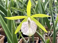 Bc. Binosa