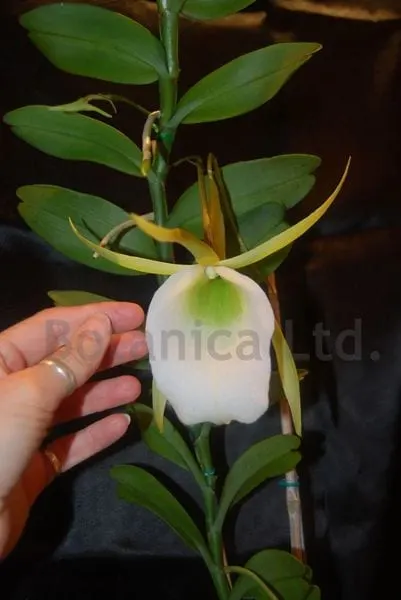 Angraecum infundibulare 'Big Sky Brobdingnagian' (Angraecum)