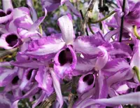 Den. anosmum x sib ('A Touch of Class' x 'huttonii coerulea #12') (DS217) ( - - anosmum )