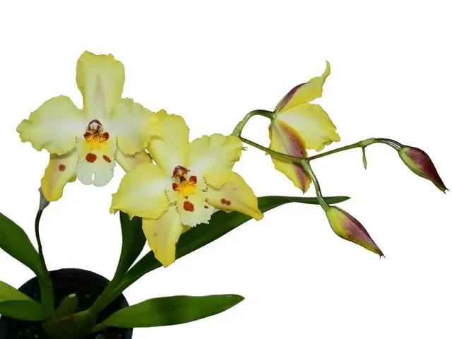 Oncidium Uzhupud Dream (Oncidium)