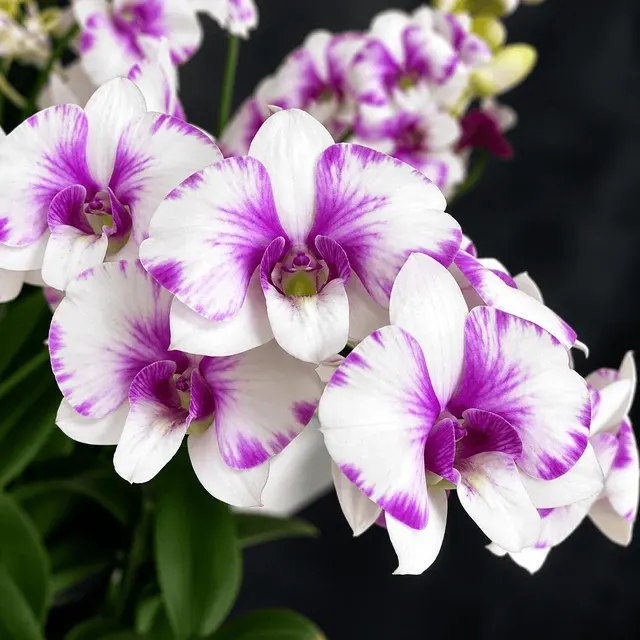 Dendrobium Burana Paragon 'Snowflake'