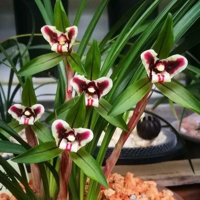 Cymbidium goeringii 'Hu-Rui'