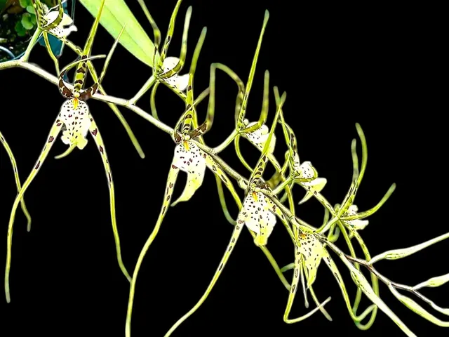 Brassia Rex 'M' (Brassia)