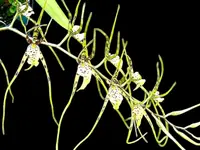 Brassia Rex ‘M’ (3.5″ pot)