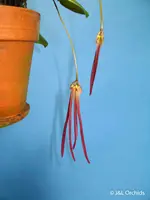 Bulbophyllum plumatum