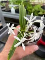 Neofinetia falcata ‘Cheongsu’