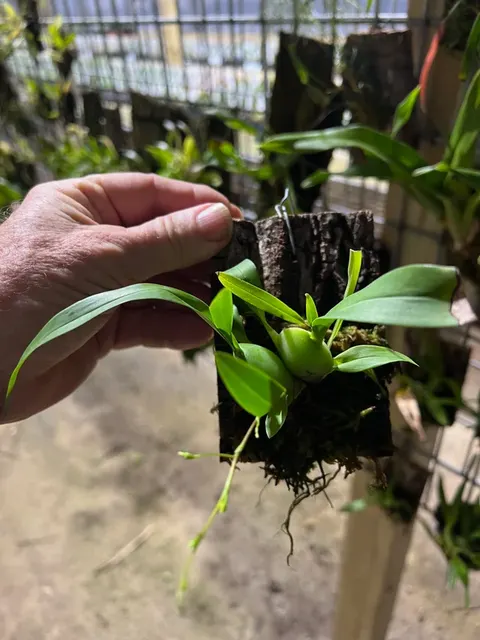 Oncidium Gold Dust (Oncidium)