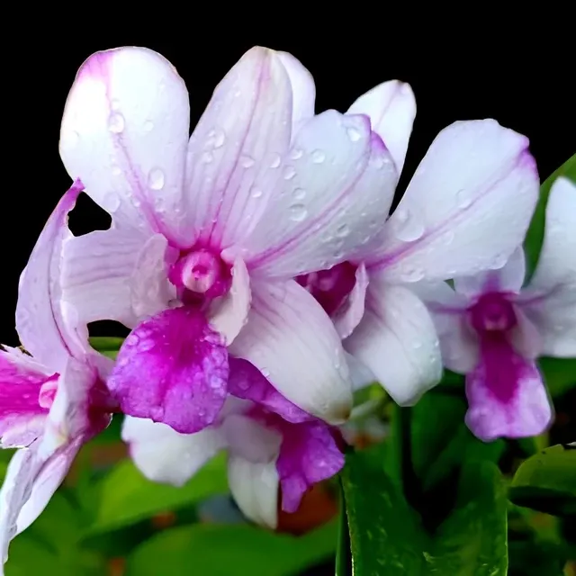 Dendrobium Popeye (Dendrobium)