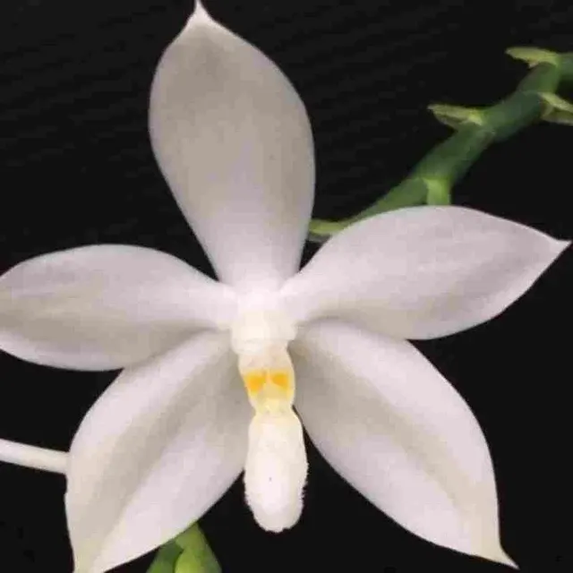 Phalaenopsis tetraspis fma alba sp (Phalaenopsis)