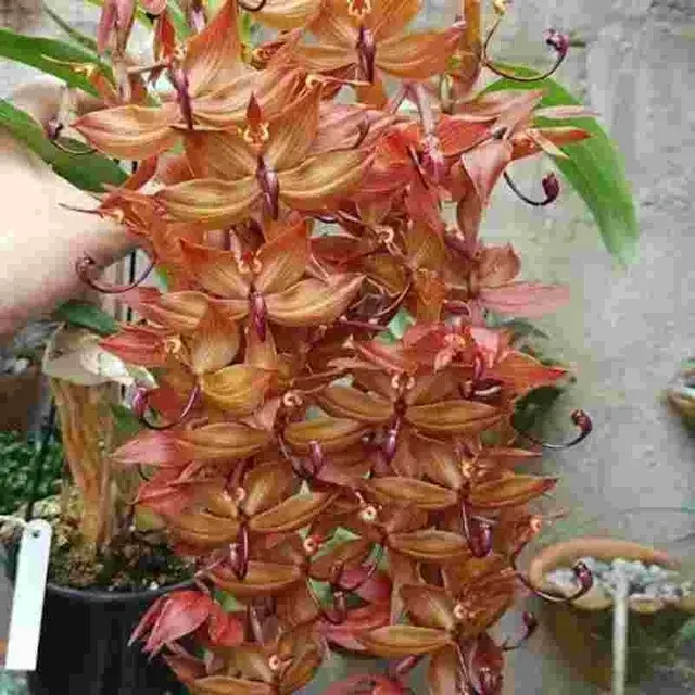 Cycnoches Jumbo Legend (Cycnoches)
