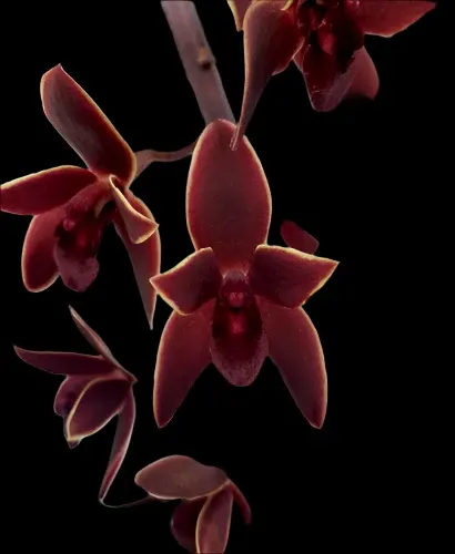 Cymbidium Black Stump '63 Not Out' (Cymbidium)