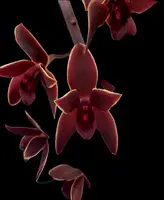 Cymbidium Black Stump '63 not out'