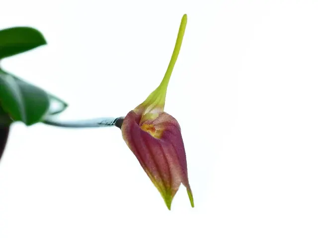 Masdevallia revoluta (Masdevallia)