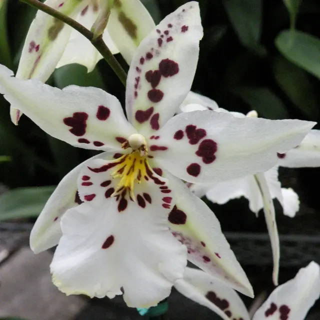 Beallara Tropic Lily 'Chocolate Drop'