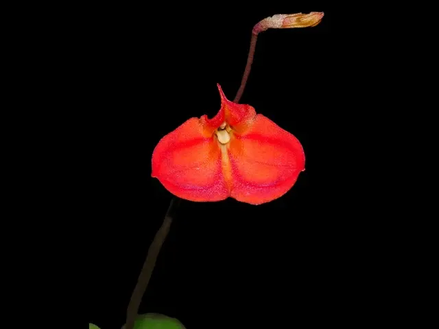Masdevallia racemosa