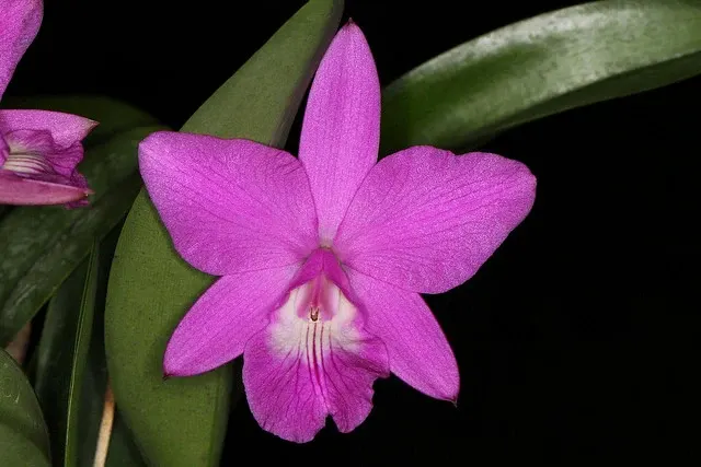 Laeliocattleya Love Knot 'Forever' (Laeliocattleya)