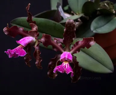 Cattleya schilleriana v sanderiana