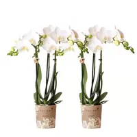 COMBI DEAL – 2 witte Amabilis orchideeën