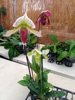 Paph. Maudiae hybrids (Set of 3)white green stripes, purple, spotted — Blooming Size
