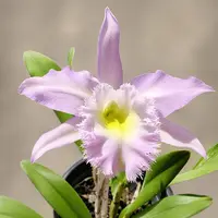 Rlc. Duh's White 'Peppa Pig' - flori mari, parfum puternic