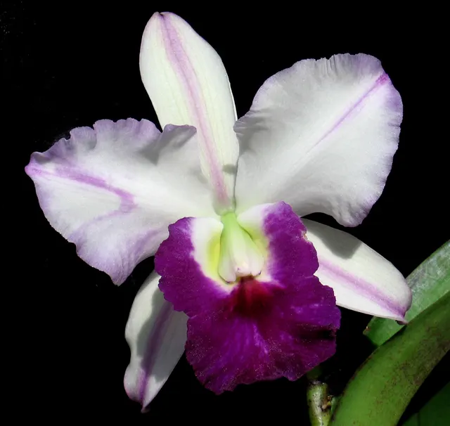 Cattleya Queen Yacine X Lc Mem Robert Strait (Cattleya)