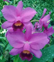 Lc. Little Susie 'Shadowlane' AM/AOS