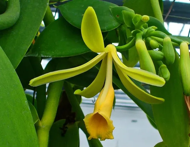 Vanilla planifolia small plant 'Green Leaves' (Vanilla)