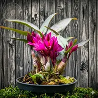 Dendrobium Hibiki