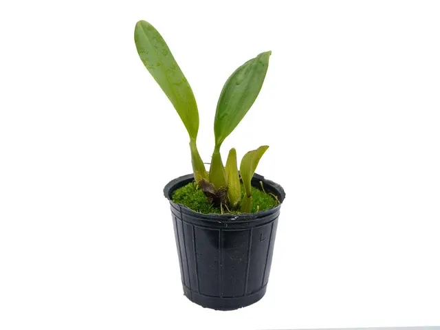 Bulbophyllum inacootesiae (Bulbophyllum)
