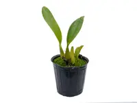 Bulbophyllum inacootesiae