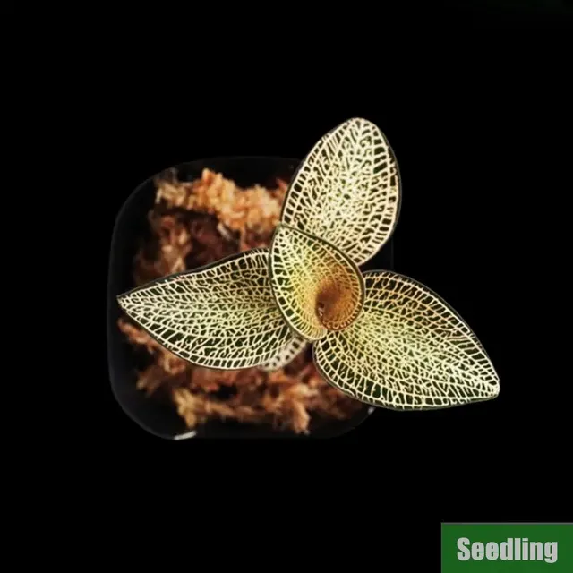 Anoectochilus roxburghii 'Gold Vein Type MA9 (MC)'