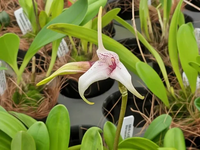 Masdevallia Snowberry (Masdevallia)